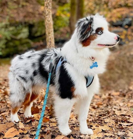 mini australian shepherd alt