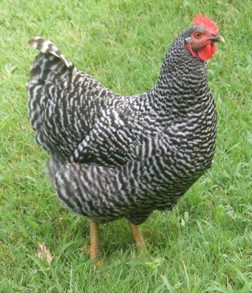 plymouth rock chicken alt